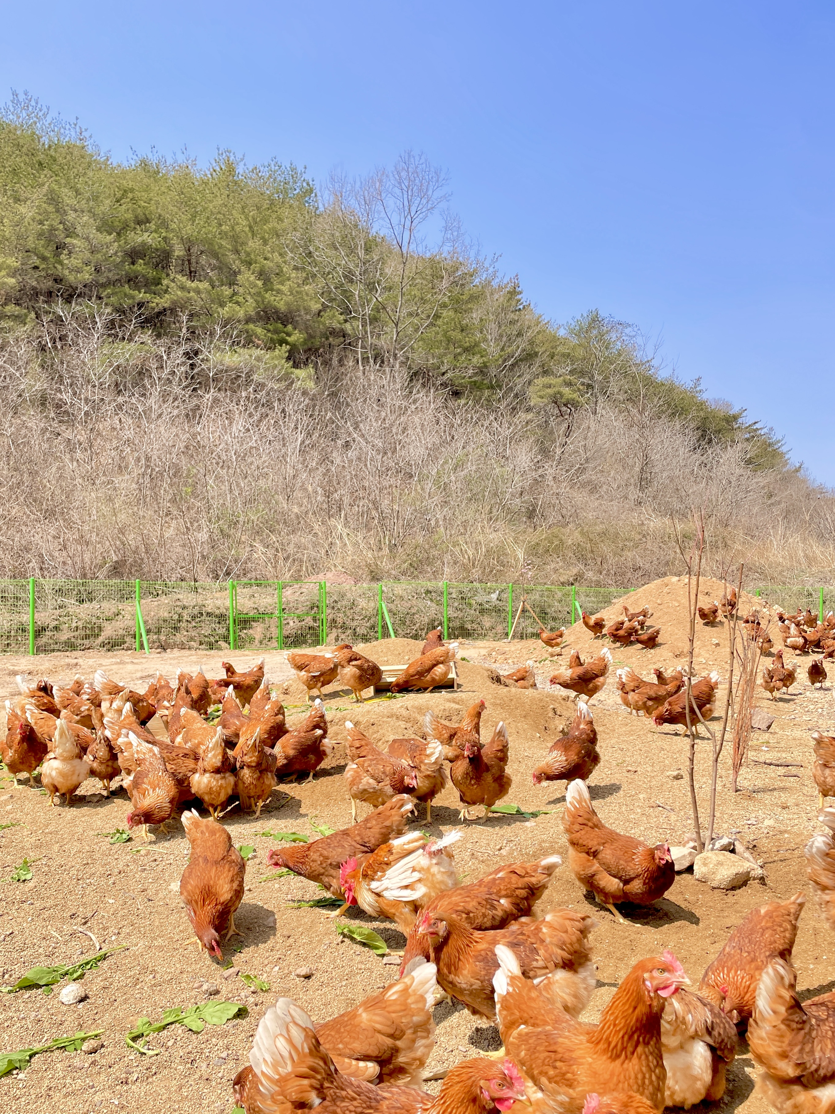 아침에계란 작업 미리보기 11