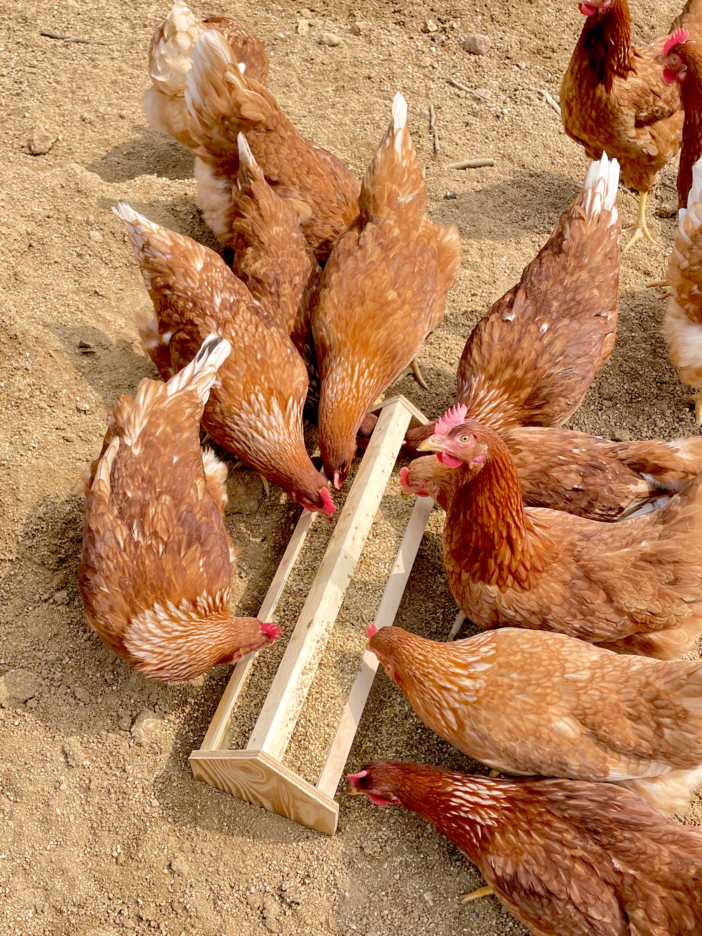 아침에계란 작업 미리보기 12