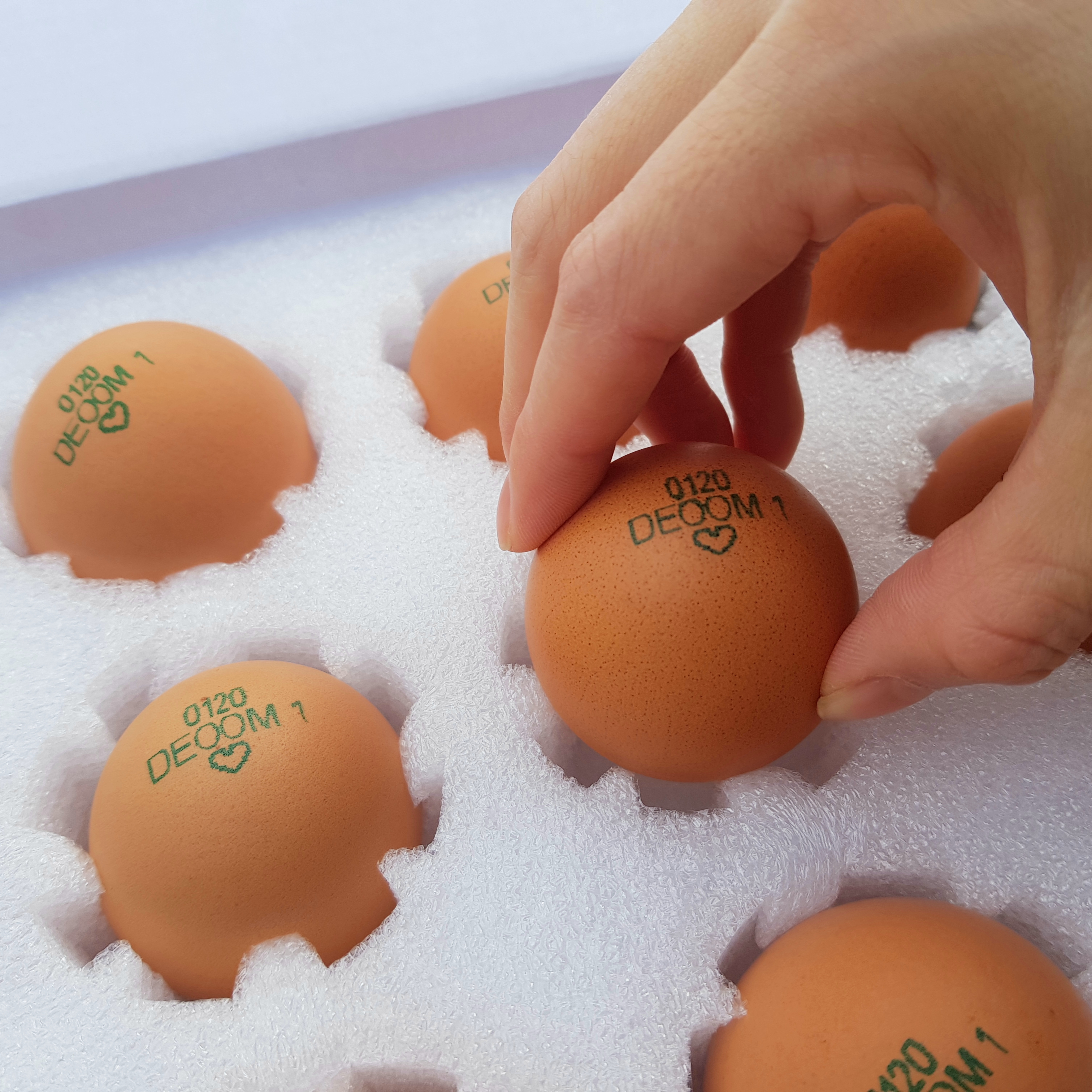 아침에계란 작업 미리보기 7